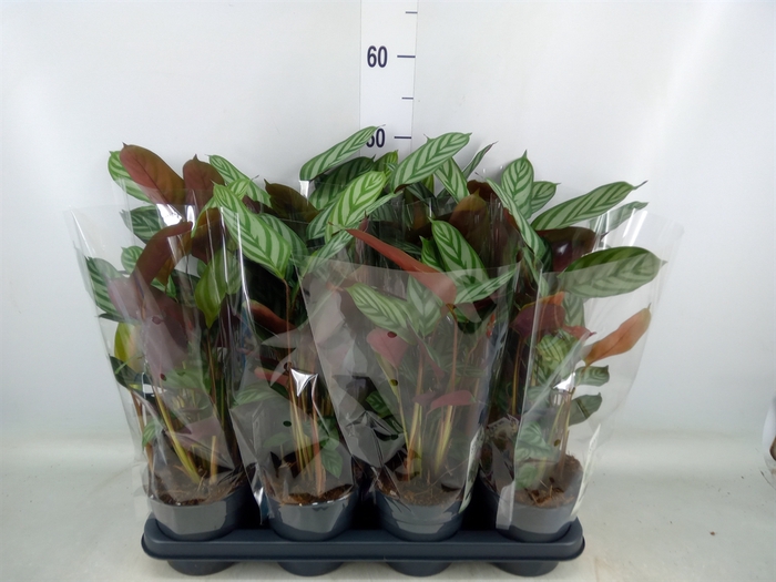 <h4>Ctenanthe setosa 'Compactstar'</h4>