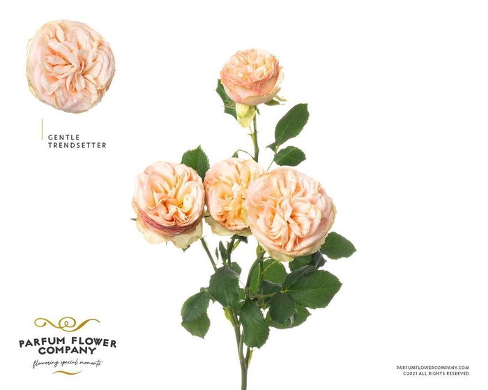 <h4>Rosa spray gentle trendsetter</h4>