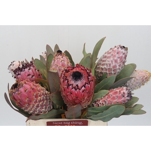 PROTEA MAGNIFICA