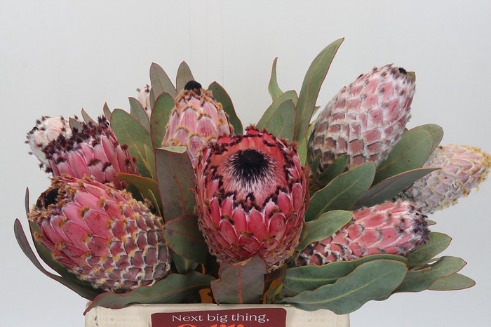 <h4>PROTEA MAGNIFICA</h4>