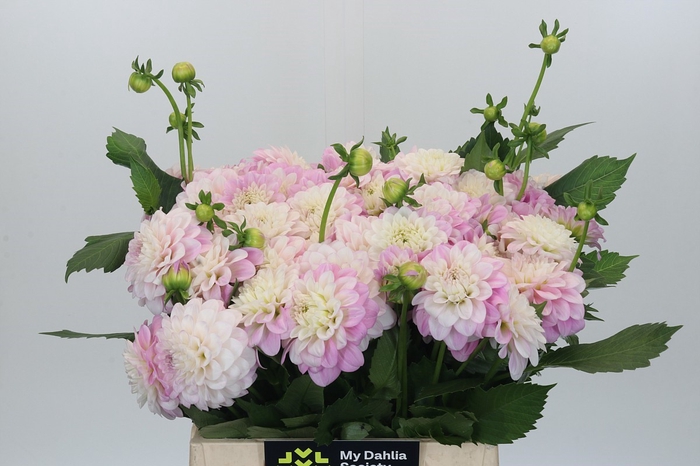 <h4>Dahlia Pink Delight</h4>