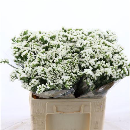 <h4>Statice Silvery Sun Birds</h4>