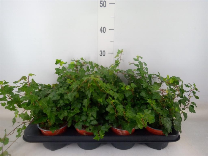 <h4>Hedera helix 'Wonder'</h4>