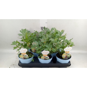 Levisticum officinale