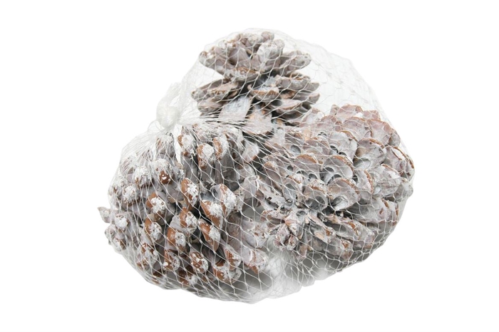 Pinecone Pinea 3 Pcs L9