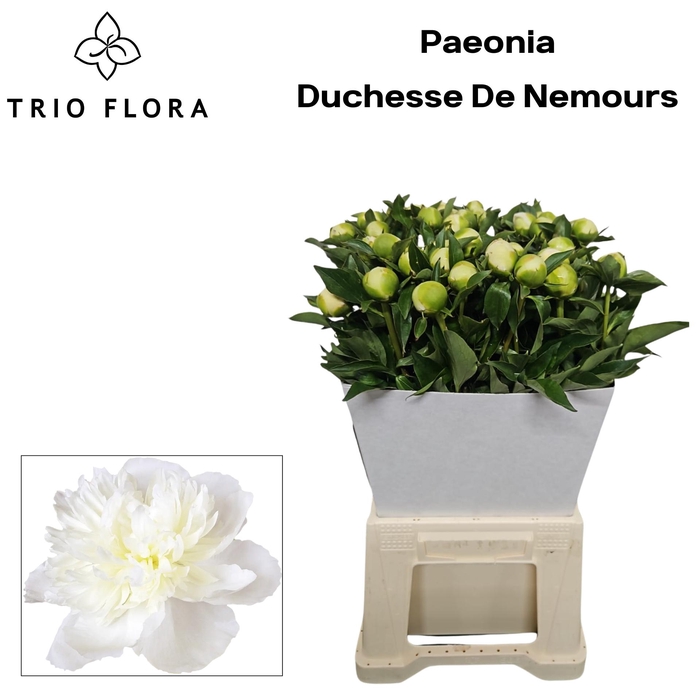 <h4>Paeonia 'Duchesse de Nemours</h4>