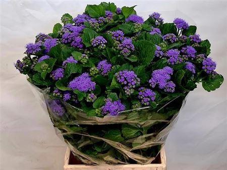 <h4>AGERATUM H BLUE PLANET</h4>