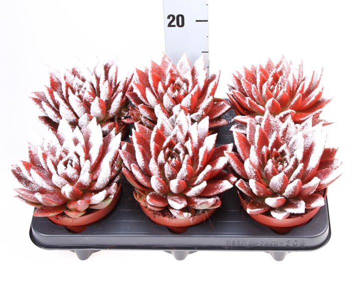 <h4>Echeveria  'Miranda'</h4>