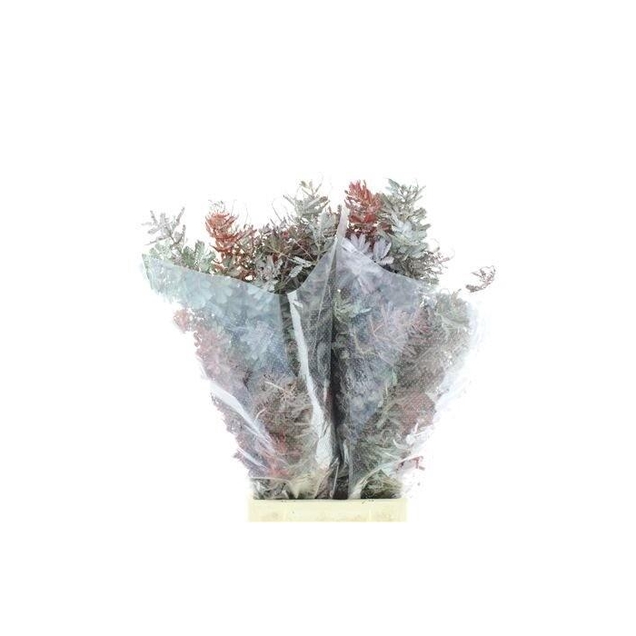 <h4>Acacia Bl B Purp Bs</h4>