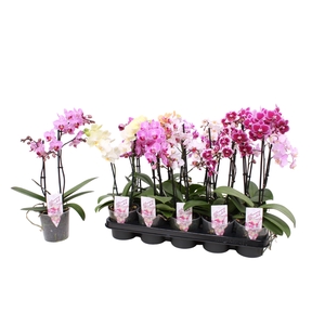 Phal. Multiflora 2-tak mix 18+