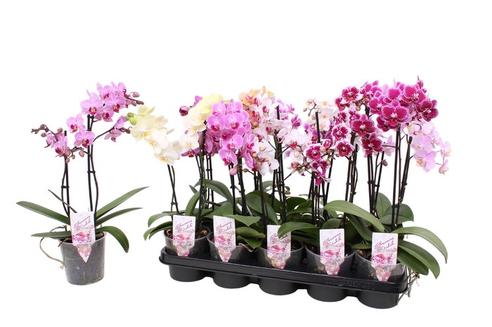 <h4>Phal. Multiflora 2-tak mix 18+</h4>