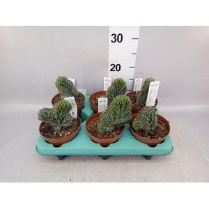 Cereus   ...