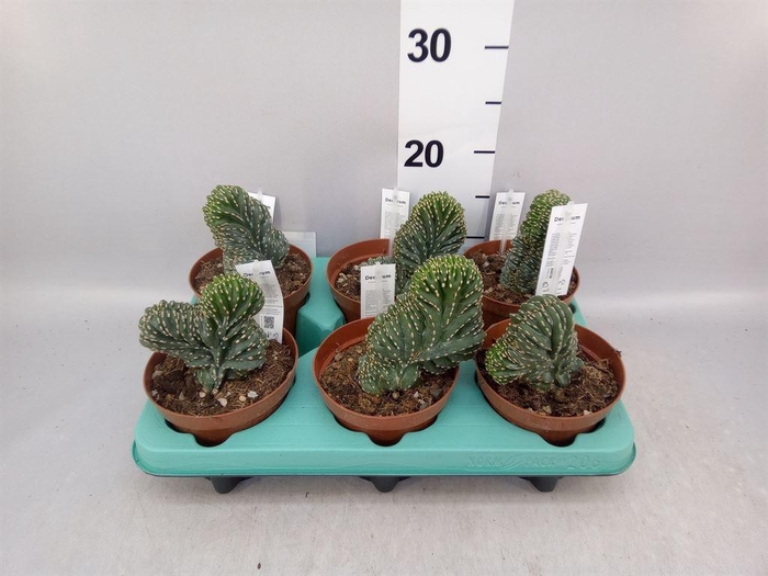 <h4>Cereus   ...</h4>