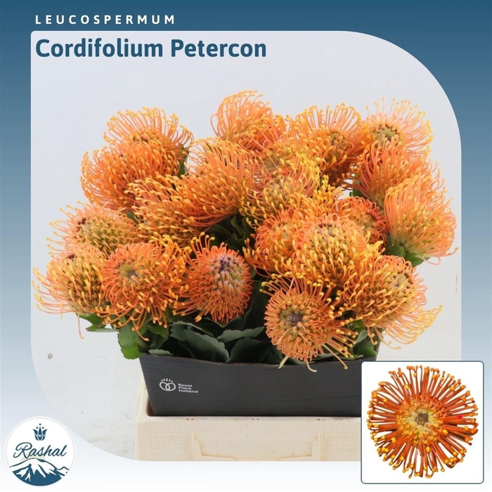 <h4>Leucospermum cordifolium Peter Cone</h4>