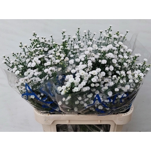 Aster white gypsy