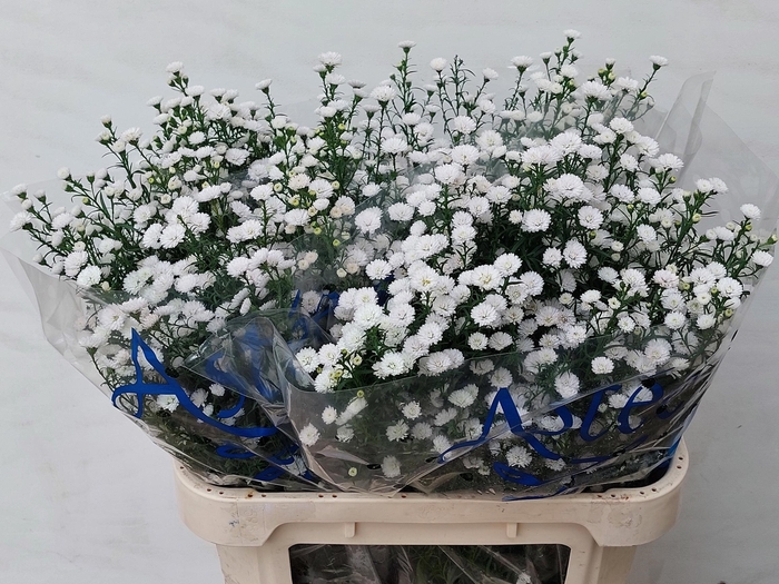 <h4>Aster white gypsy</h4>