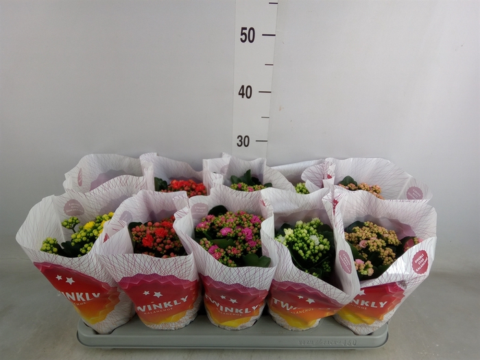 <h4>Kalanchoe blos. 'Perfecta'  ..mix 5</h4>