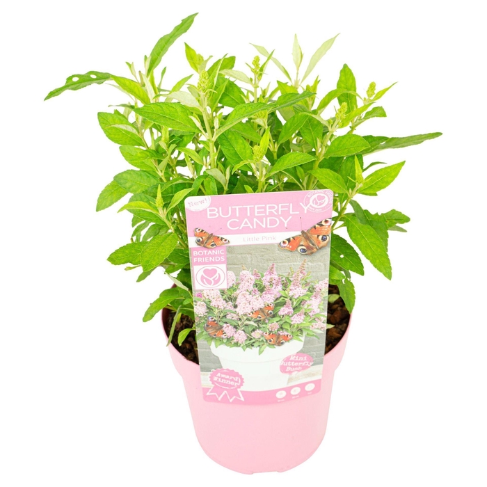 <h4>Buddleja Butterfly Candy Little Pin</h4>