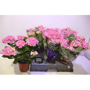 arr8 Hydr M Early Rosa