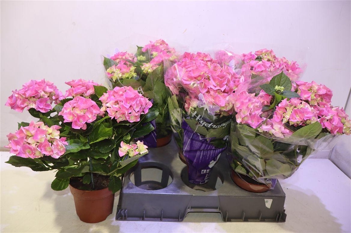 <h4>arr8 Hydr M Early Rosa</h4>