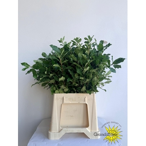 Pitto Green 150 Gram GF