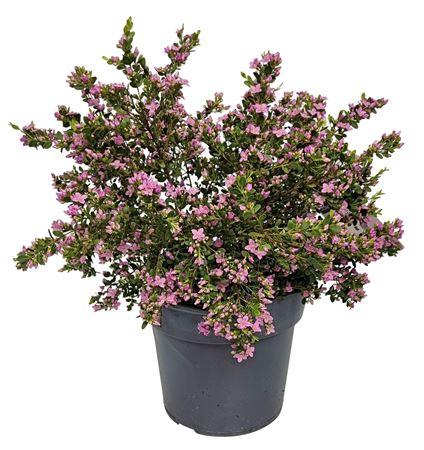 <h4>Boronia Crenulata Bush</h4>