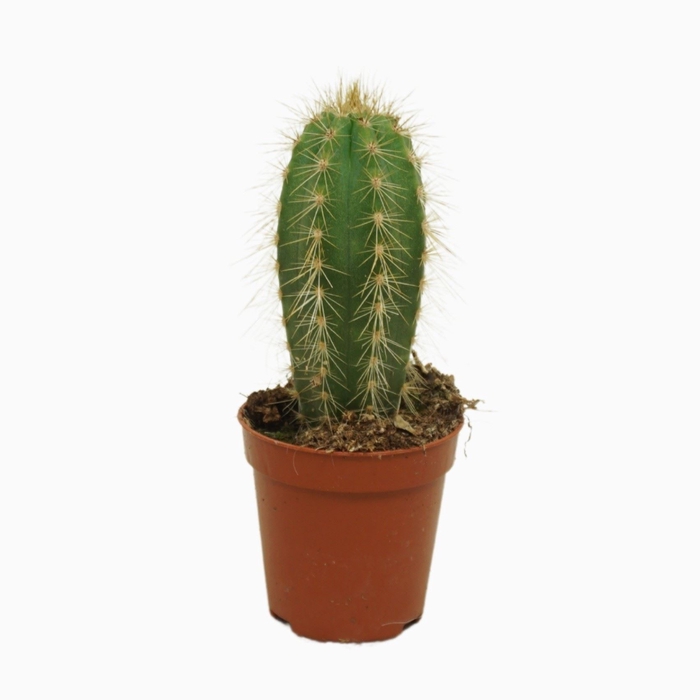 <h4>Cactus</h4>