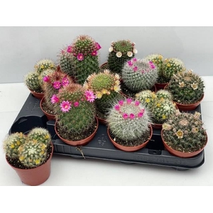 CACTUS BLOEIEND GEM