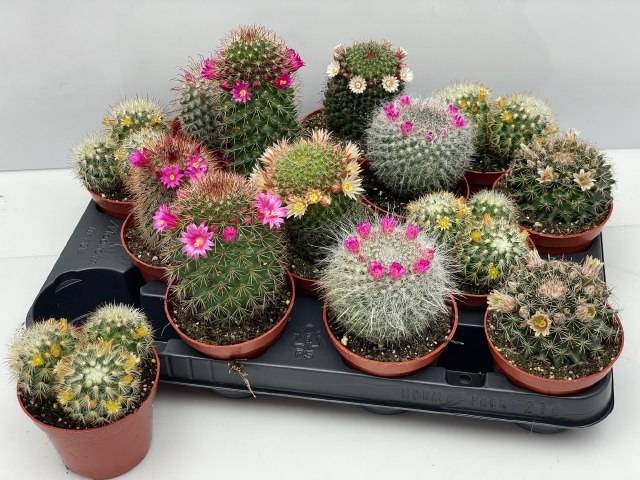 <h4>CACTUS BLOEIEND GEM</h4>