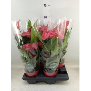 Anthurium andr. 'Minnesota'