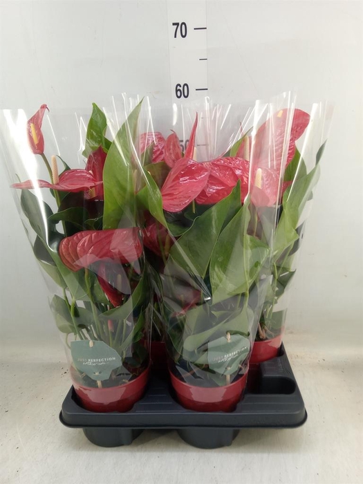 <h4>Anthurium andr. 'Minnesota'</h4>