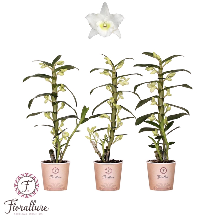 <h4>Dendrobium nobile Apollon</h4>