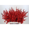 Ilex Rood