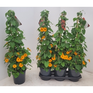 THUNB ORANGE EN BL E