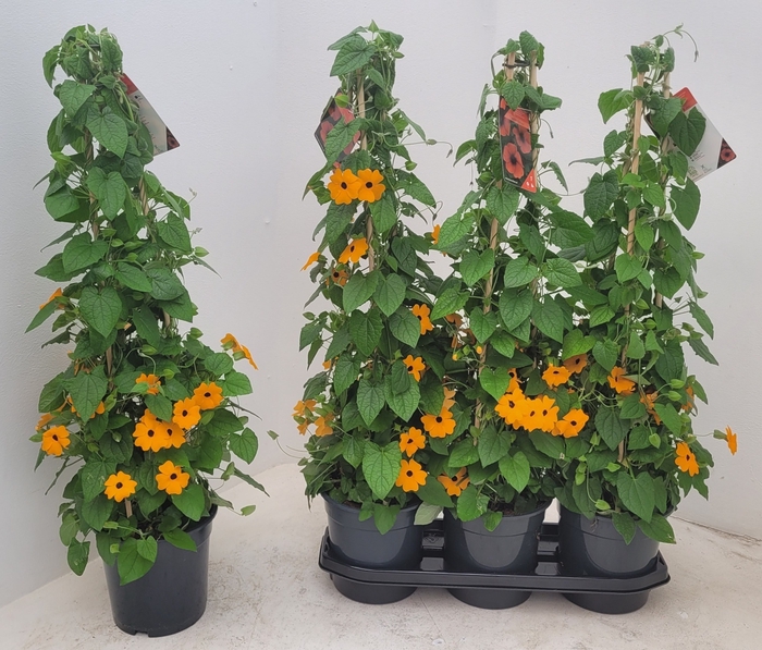 <h4>THUNB ORANGE EN BL E</h4>