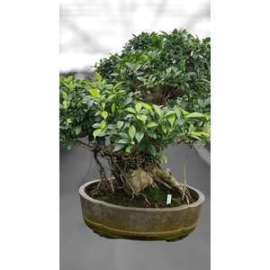 Ficus retusa, pot 49cm. Height 80cm.( single item)