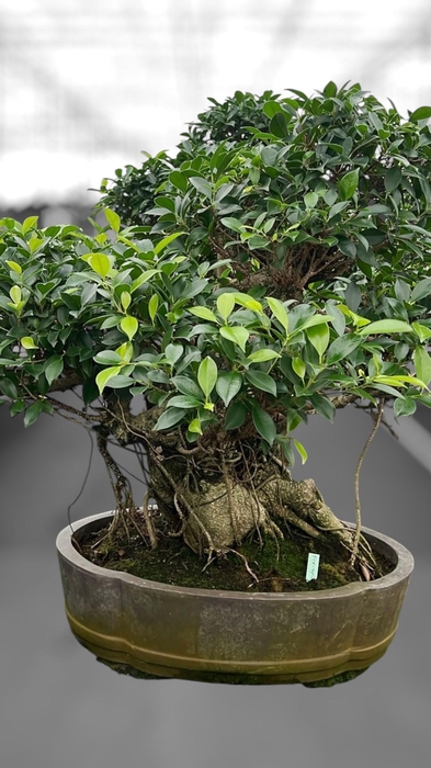 <h4>Ficus retusa, pot 49cm. Height 80cm.( single item)</h4>
