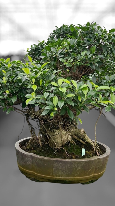 <h4>Ficus retusa, pot 49cm. Height 80cm.( single item)</h4>