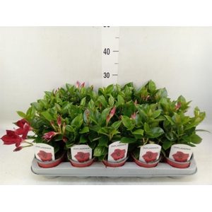 Mandevilla sand. 'Rio Deep Red'