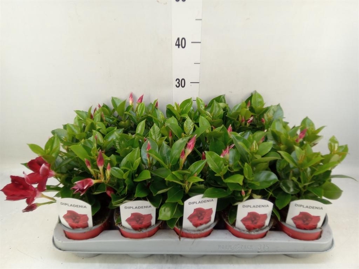 <h4>Mandevilla sand. 'Rio Deep Red'</h4>