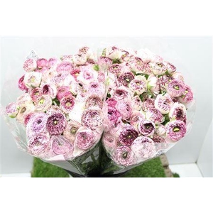 Ranunculus Eleg Cappu Pink