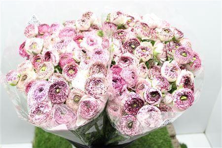 <h4>Ranunculus Eleg Cappu Pink</h4>