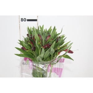 ALSTROEMERIA NATALYA 080 CM