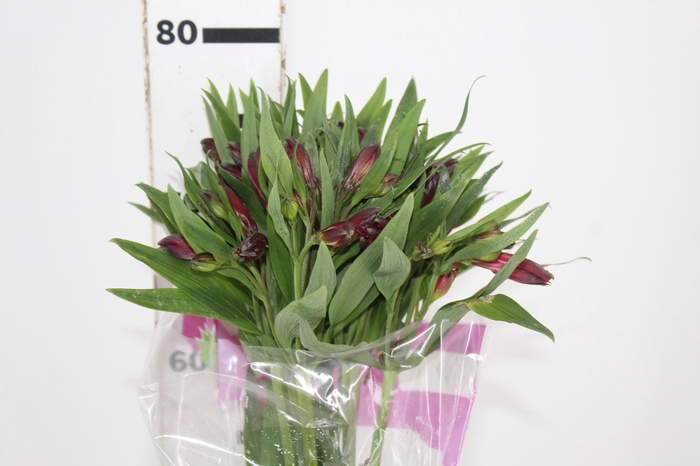 <h4>ALSTROEMERIA NATALYA 080 CM</h4>