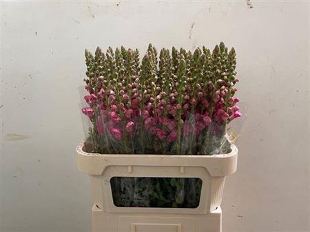 <h4>Antir Potomac Rose</h4>