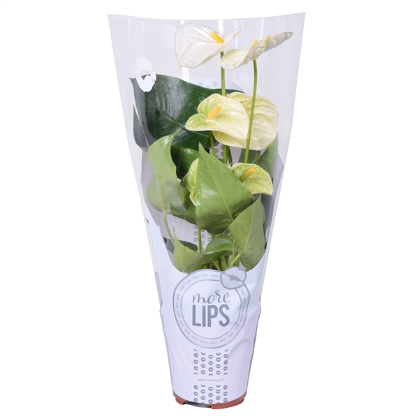 <h4>MoreLIPS® Anthurium Cocos in ShowHoes</h4>