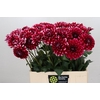 Dahlia Fiorentina