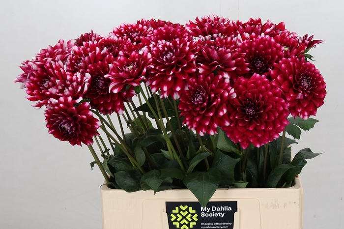Dahlia Fiorentina