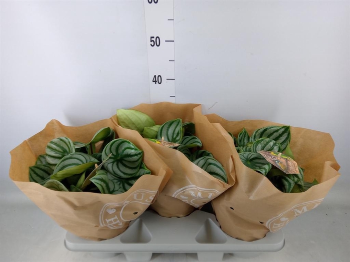 <h4>Peperomia argyreia</h4>