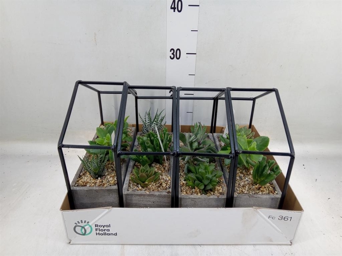 <h4>Succulents   ...</h4>